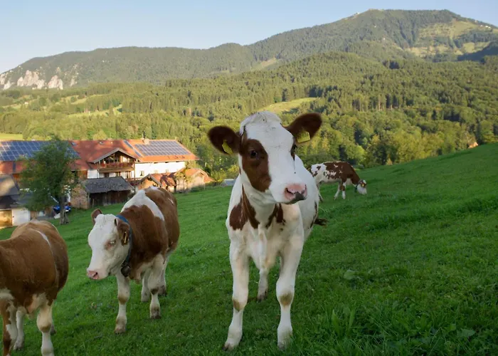Nudlbichlerhof * Samerberg